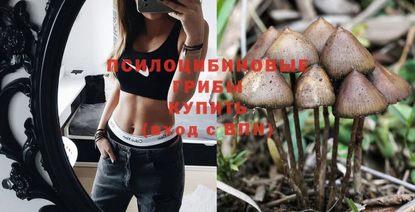 прущие грибы Зерноград