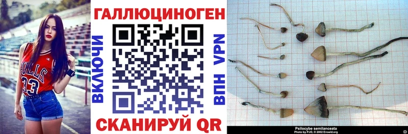 Псилоцибиновые грибы Psilocybine cubensis  Ивантеевка 